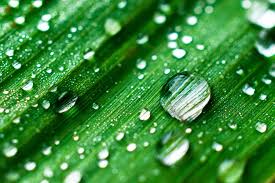 Foto van groene natuurvezel met waterdruppels